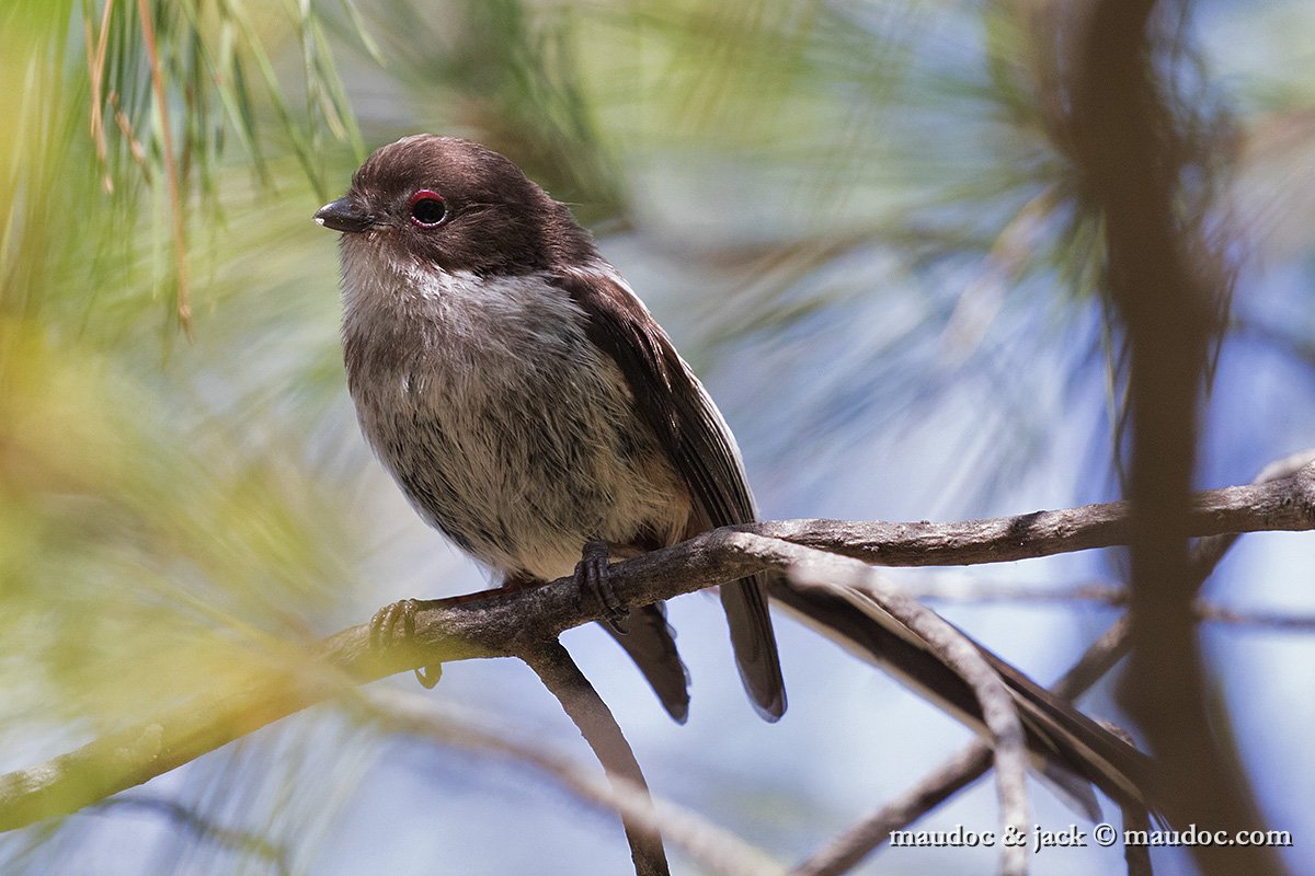 IMG_7192.jpg - juv ssp. macedonicus