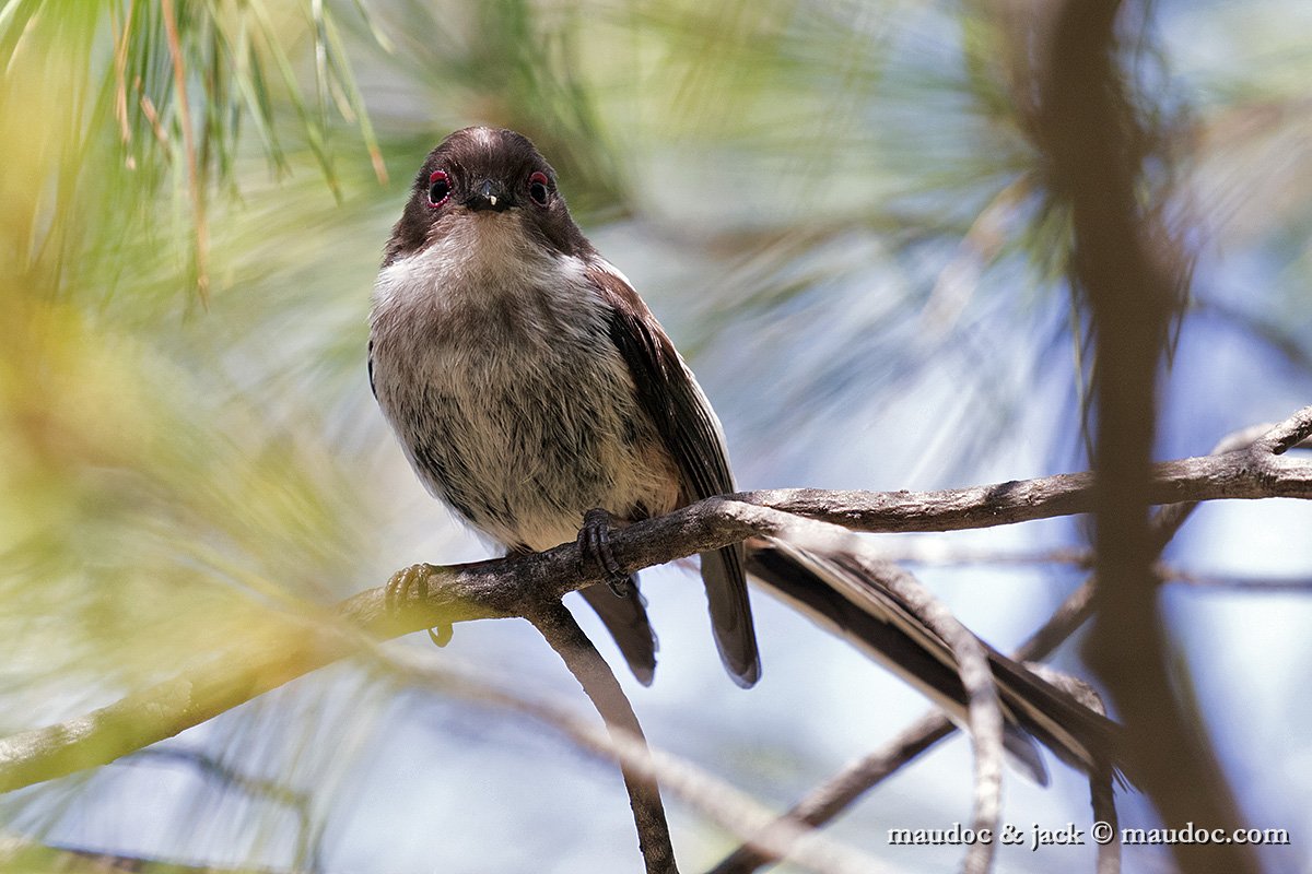 IMG_7194.jpg - juv ssp. macedonicus