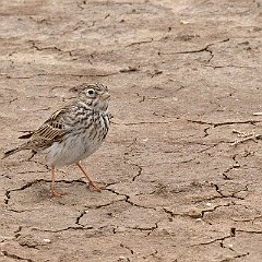 Alaudala_rufescens