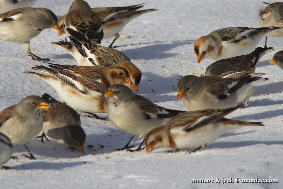 IMG_2249.jpg - with Snow Finch