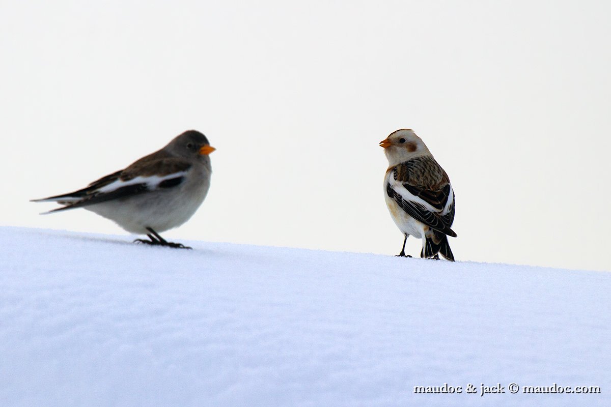 IMG_3412.jpg - with Snow Finch