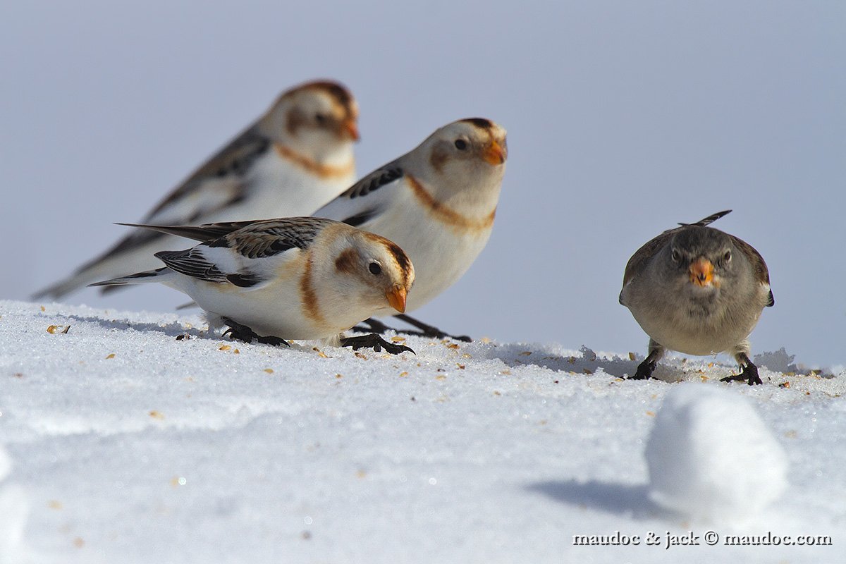 IMG_3482.jpg - with Snow Finch