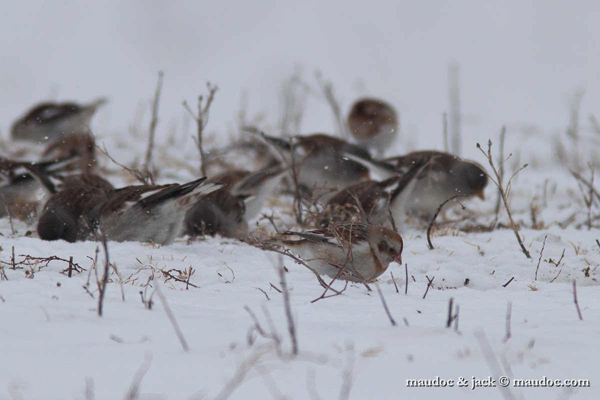 IMG_7072.jpg - with Snow Finch