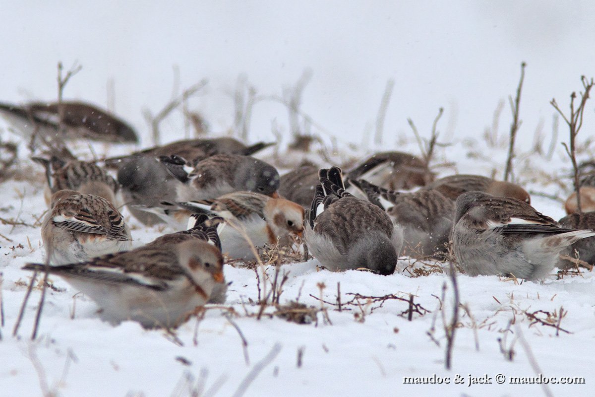 IMG_7074.jpg - with Snow Finch