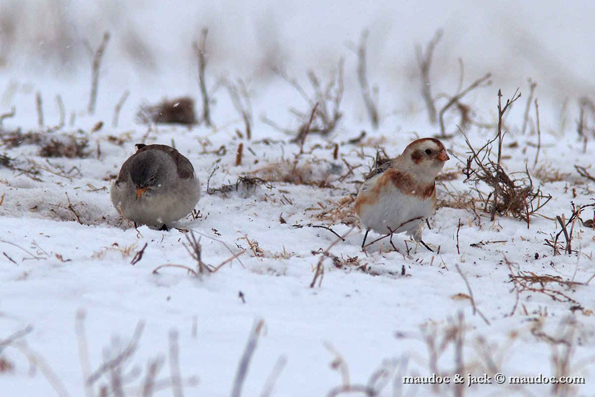 IMG_7089.jpg - with Snow Finch