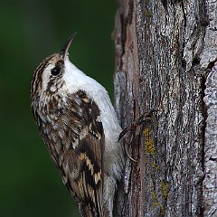 Certhia_familiaris