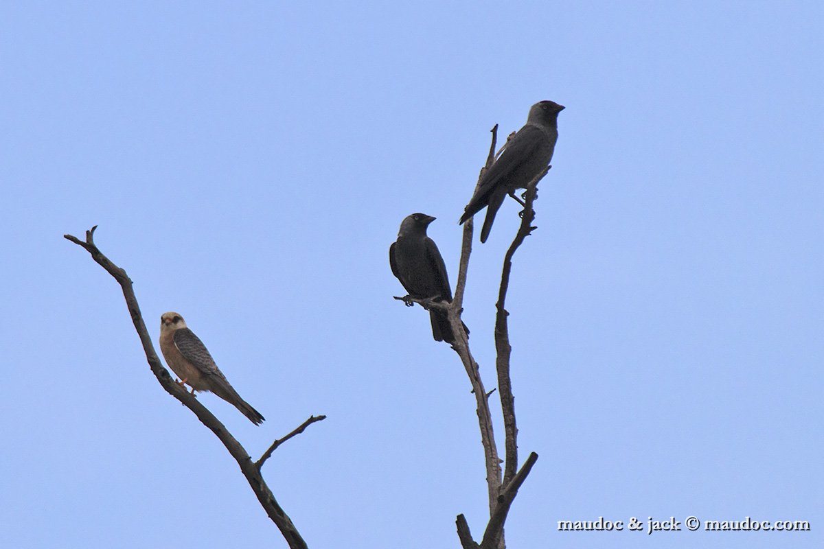 IMG_5497.jpg - with Red-footed Falcon