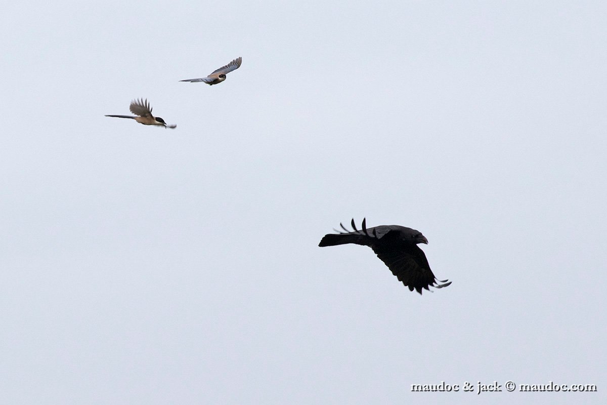 IMG_1401.jpg - with Common Raven