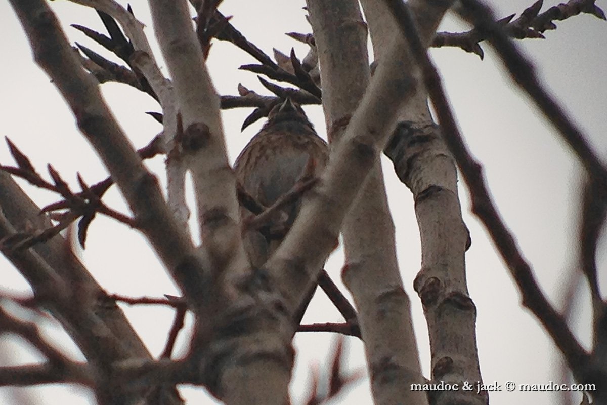 Pine_Bunting.jpg