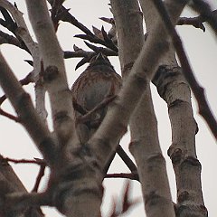 Pine_Bunting