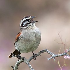 Emberiza_capensis