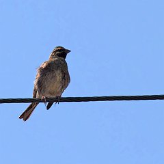 Emberiza_cirlus