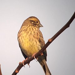 Emberiza_citrinella