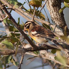 Emberiza_flaviventris