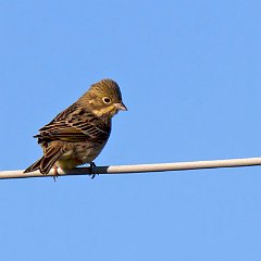 Emberiza_hortulana