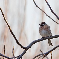 Emberiza_leucocephalos