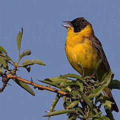 Emberiza_melanocephala