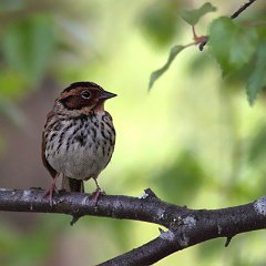 Emberiza_pusilla