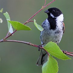 Emberiza_schoeniclus