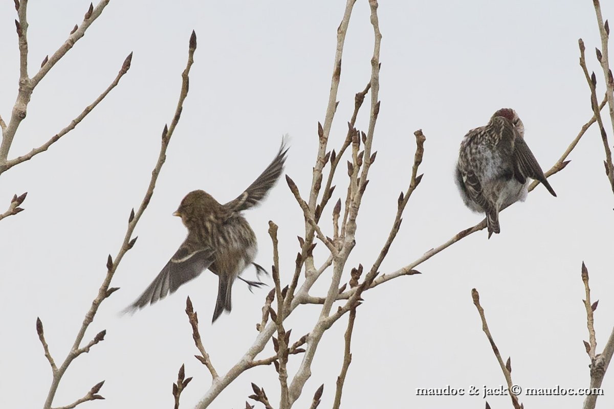 IMG_1751.jpg - left, with Acanthis flammea on the right