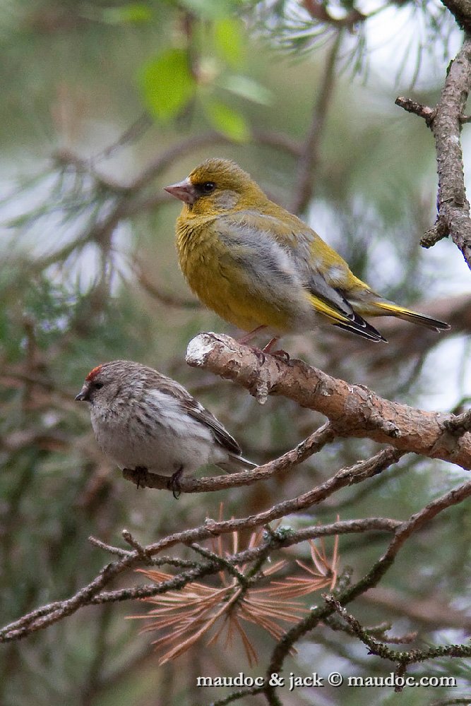 IMG_1669.jpg - with Greenfinch