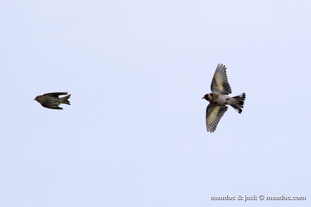 IMG_1703.jpg - right, with Siskin (left)