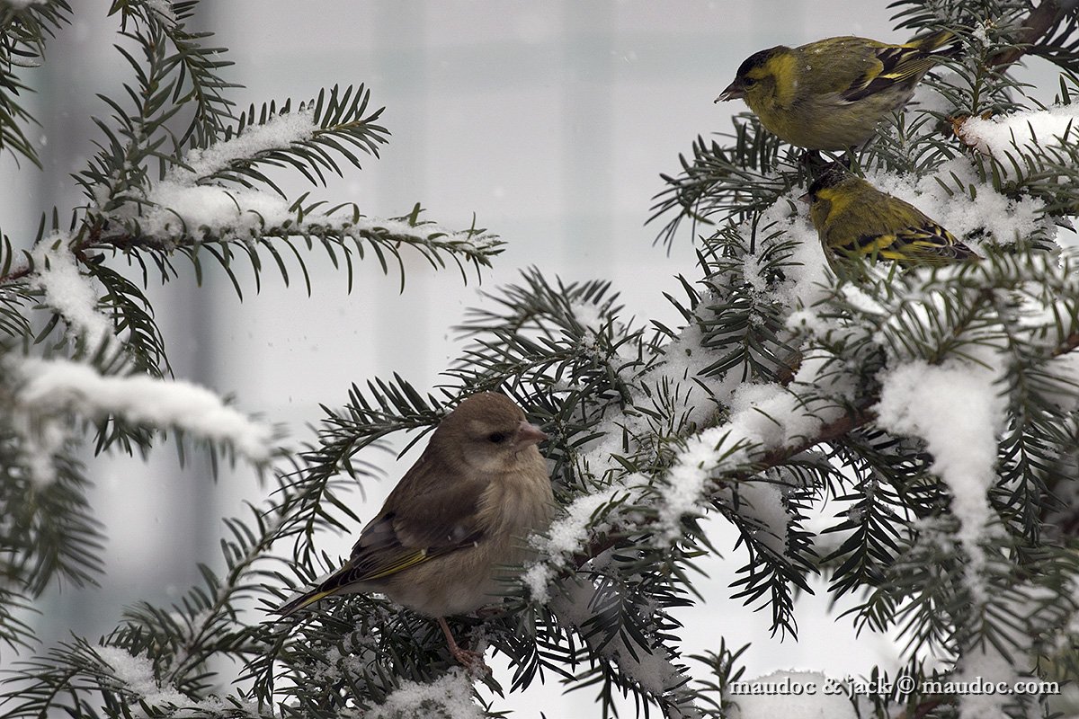 IMG_3745.jpg - with Siskins