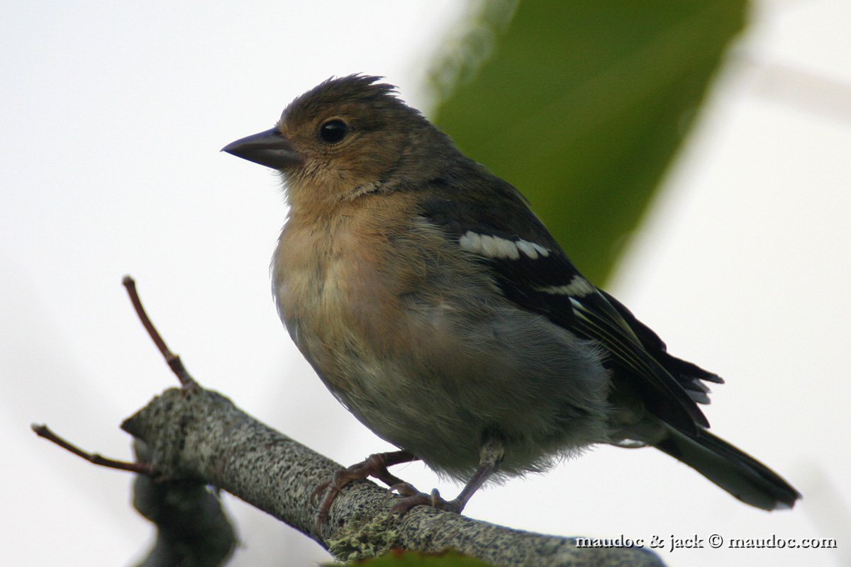 IMG_2721.jpg - Fringilla c. madeirensis