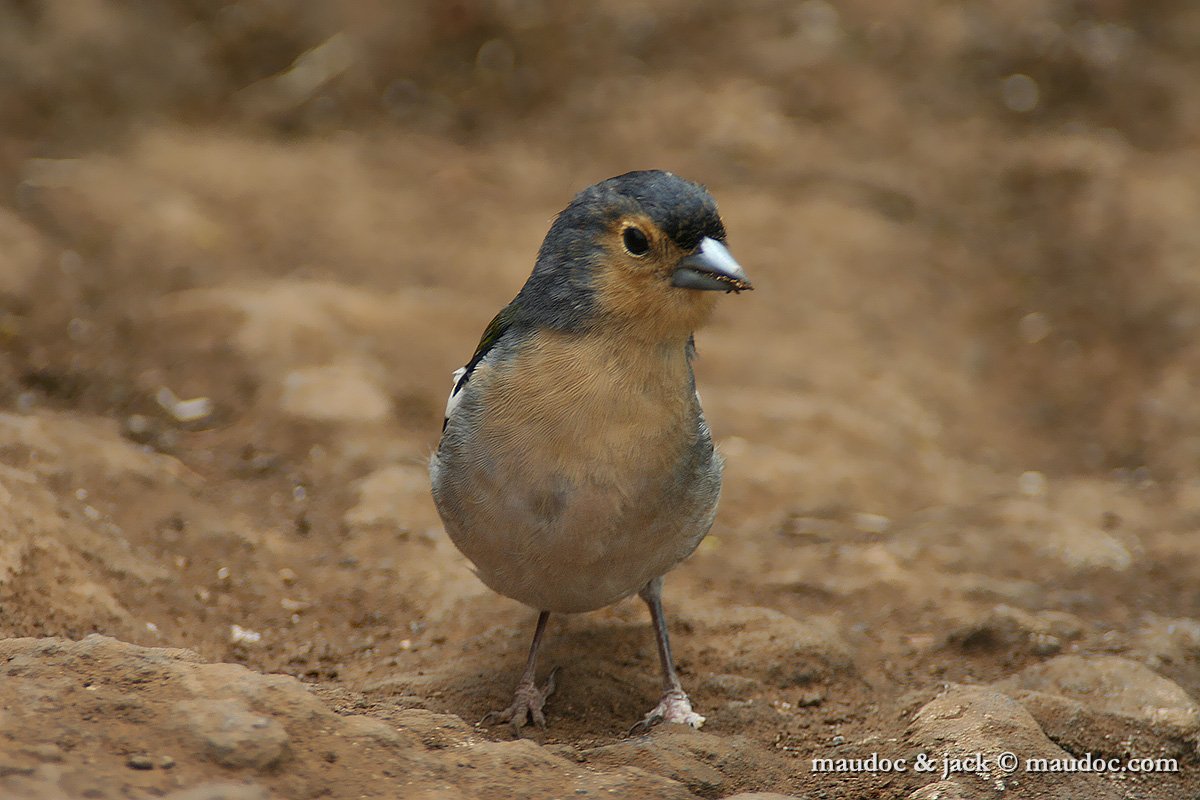 IMG_3022.jpg - Fringilla c. madeirensis