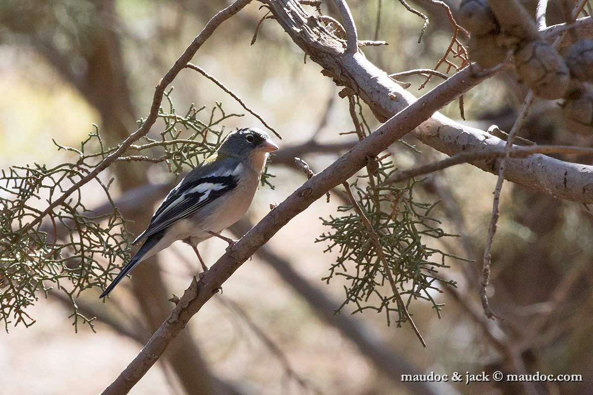 IMG_7332.jpg - Fringilla c. africana