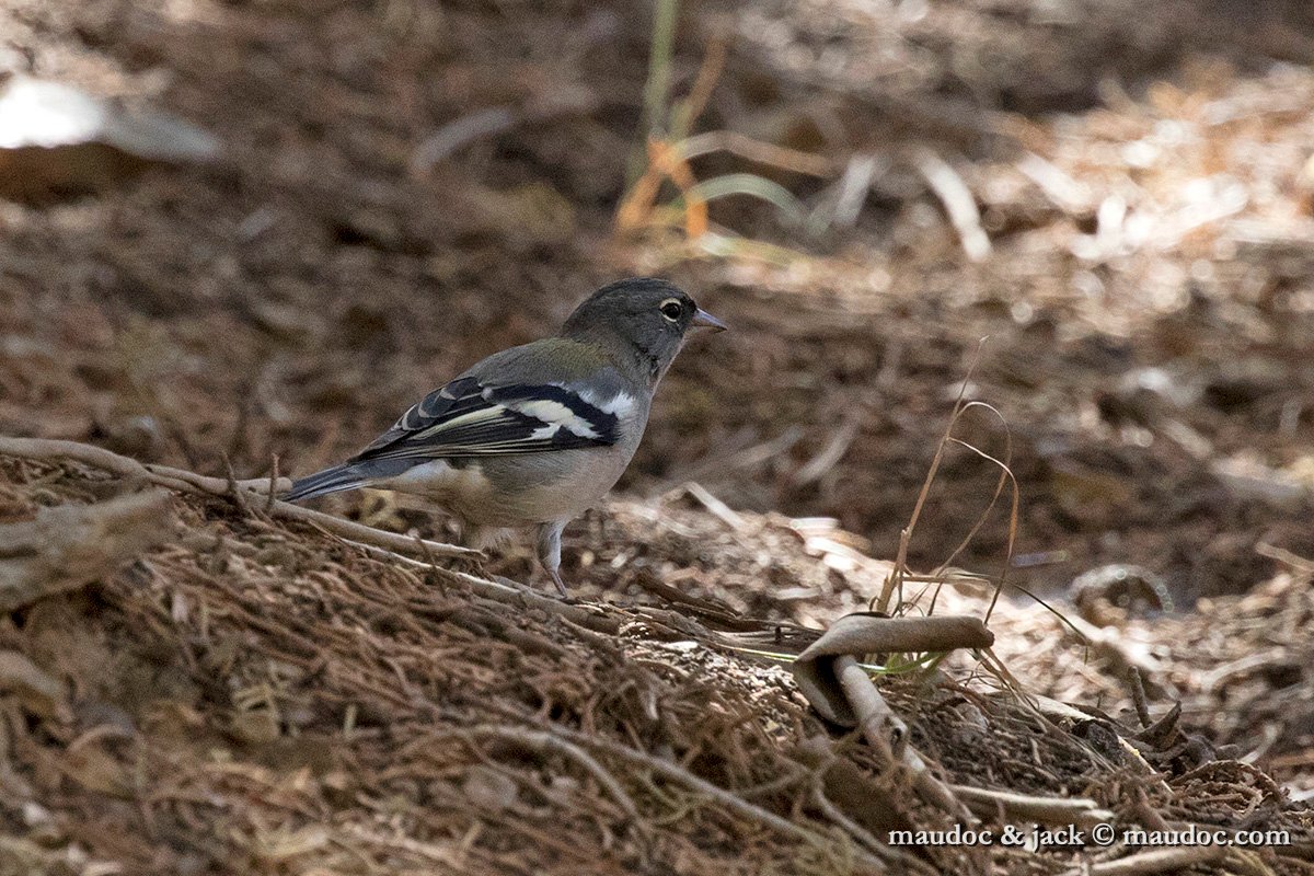 IMG_7337.jpg - Fringilla c. africana