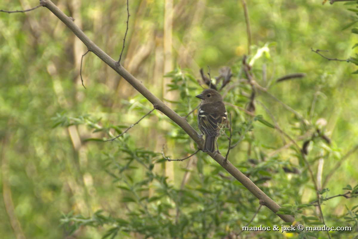 fringuello01.jpg - Fringilla c. canariensis