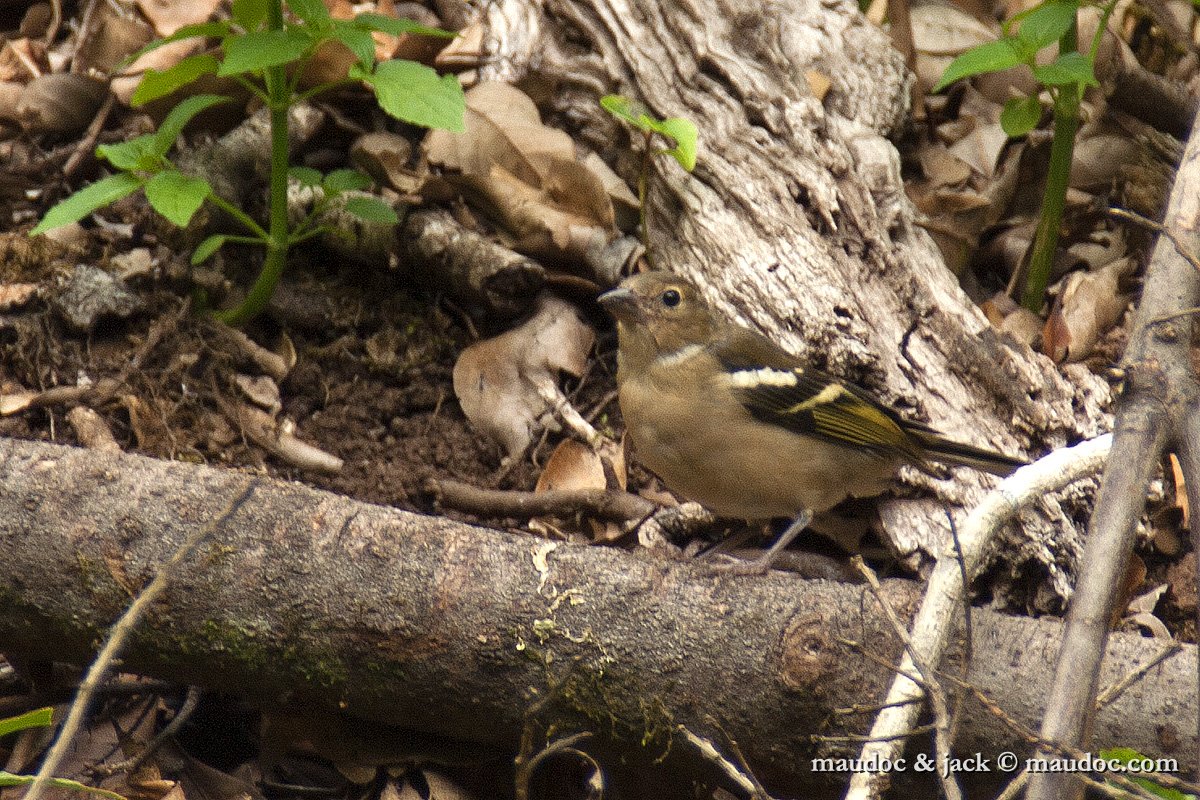 fringuello02.jpg - Fringilla c. canariensis