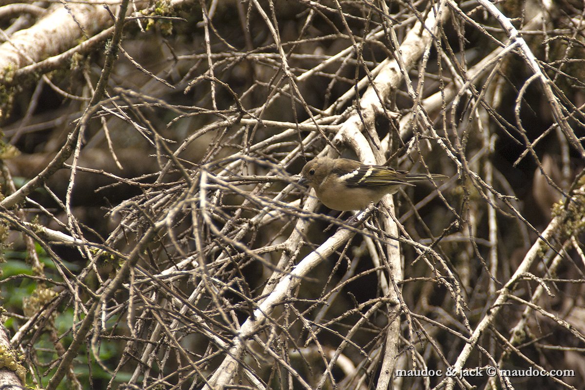 fringuello03.jpg - Fringilla c. canariensis