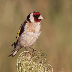 Carduelis_carduelis