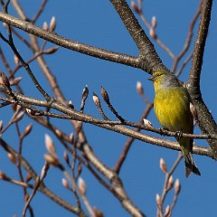 Carduelis_citrinella