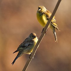 Carduelis_corsicana