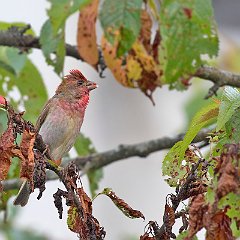 Carpodacus_erythrinus