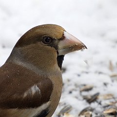 Coccothraustes_coccothraustes