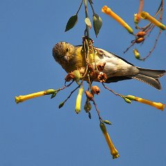 Serinus_canaria