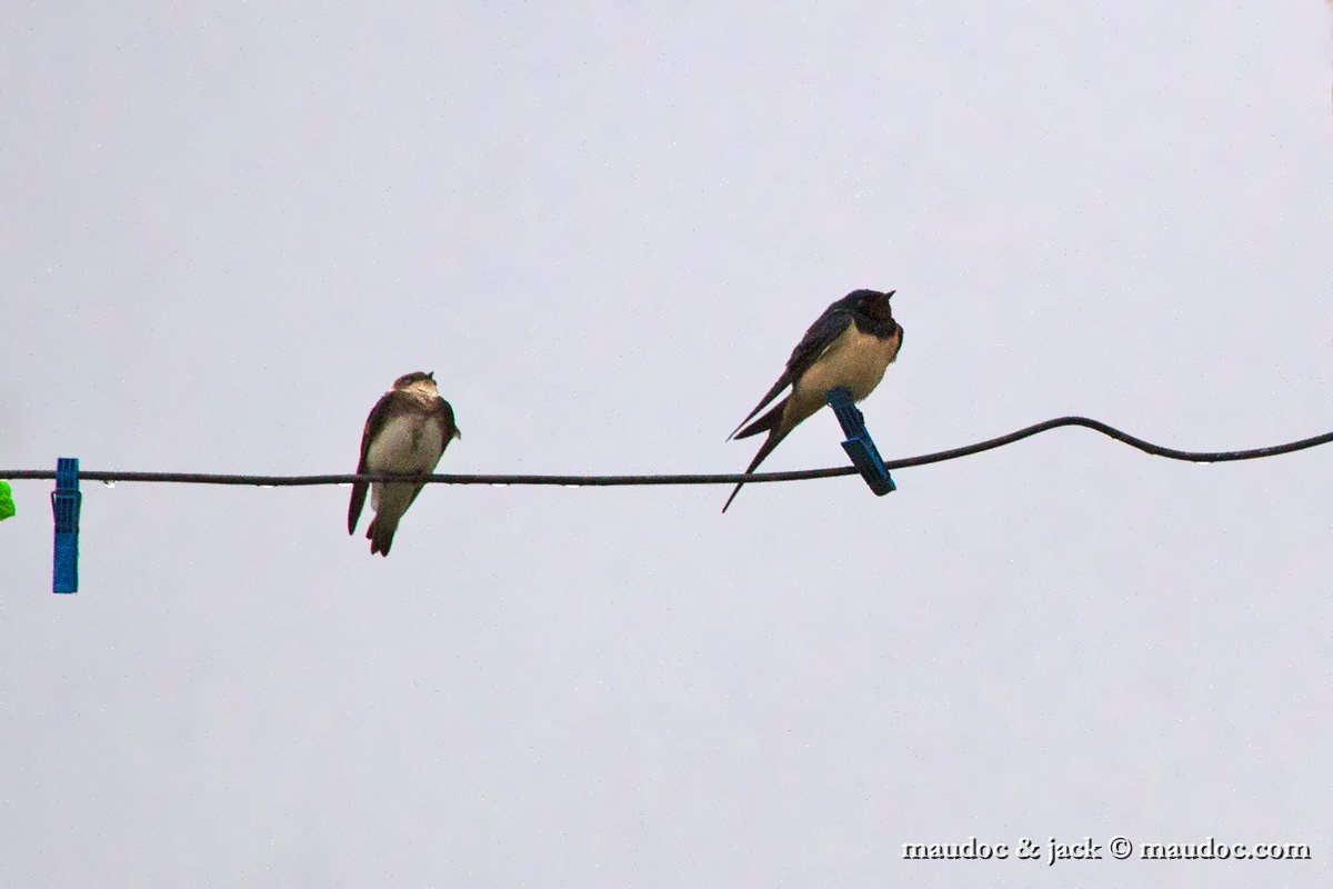 IMG_4013.jpg - with Barn Swallow