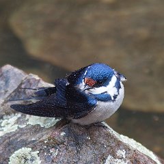 Hirundo_albigularis