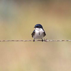 Hirundo_dimidiata