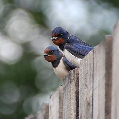 Hirundo_rustica