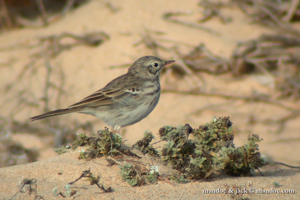 pispola_be05.jpg - Fuerteventura [E]