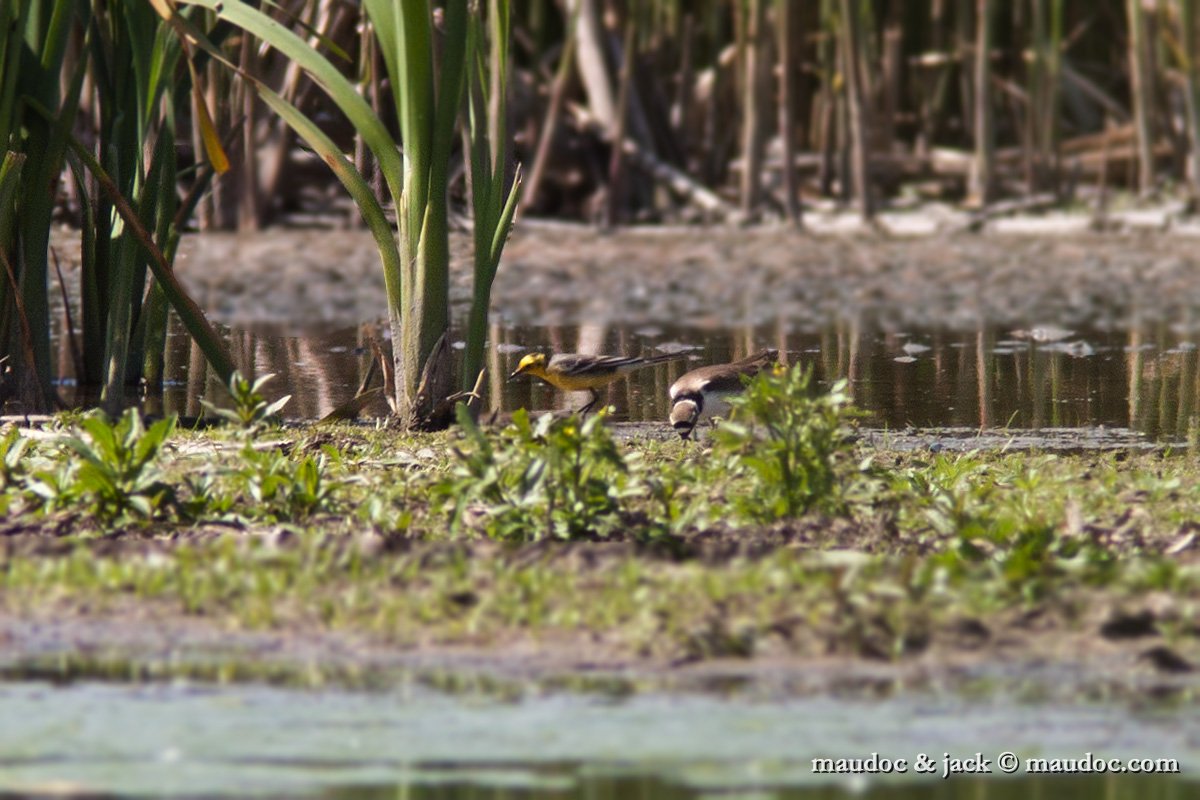 IMG_7710.jpg - with Little Ringed Plover