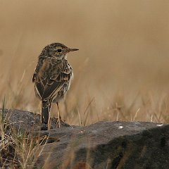 Anthus_berthelotii