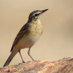 Anthus_campestris