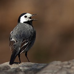 Motacilla_alba