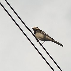 Motacilla_alba_yarrellii